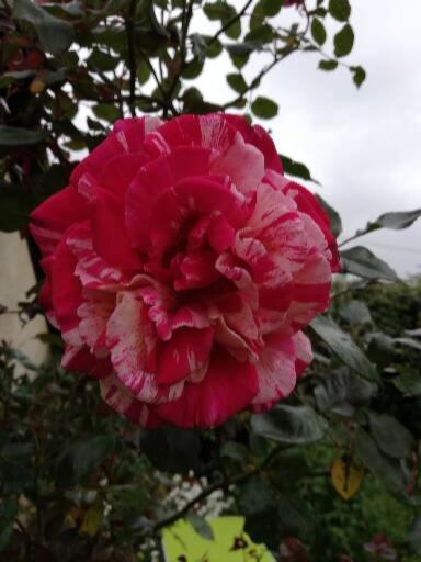 Au Coeur Du Jardin Villa La Boussac Buitenkant foto
